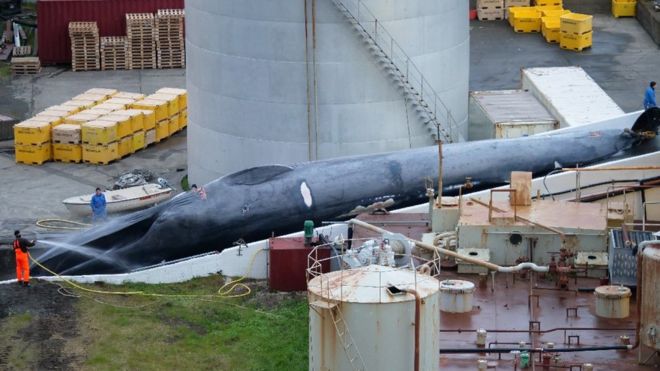 Hybrid blue whale killed by Icelanders